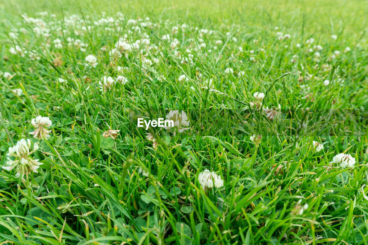 VIEW OF FLOWERS GROWING IN FIELD