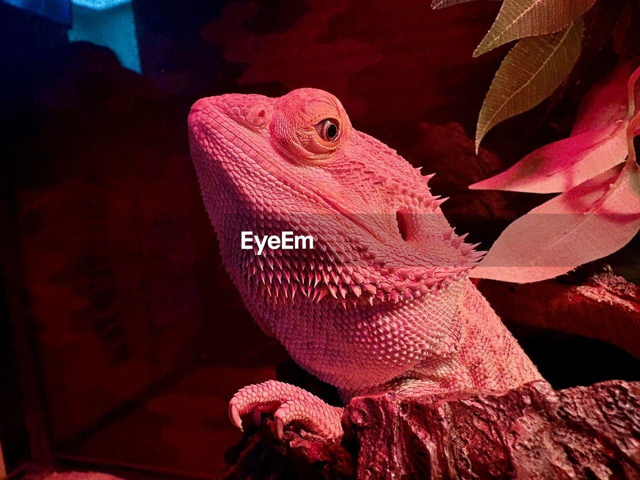 animal themes, animal, one animal, red, animal wildlife, lizard, reptile, wildlife, no people, macro photography, nature, aquarium, animal body part, close-up