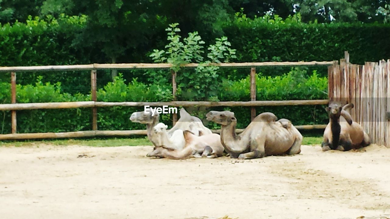 SHEEP RELAXING ON FARM