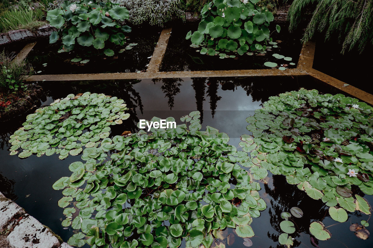 plant, growth, nature, leaf, garden, green, plant part, water, flower, beauty in nature, pond, no people, backyard, high angle view, day, freshness, outdoors, yard, floating, tranquility, floating on water, water lily, reflection, botany, flowering plant