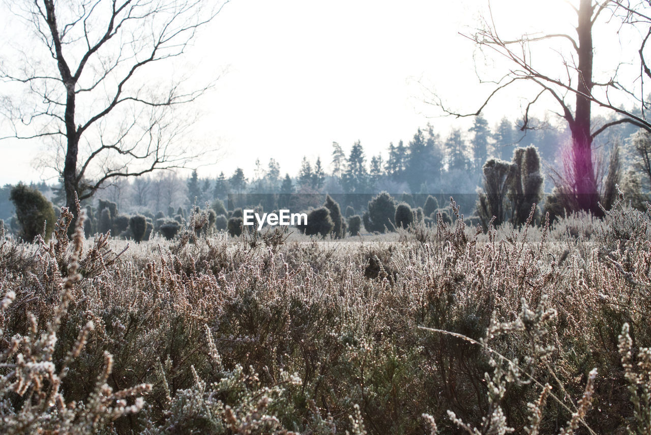 Panoramic shot of trees on field against sky during winter