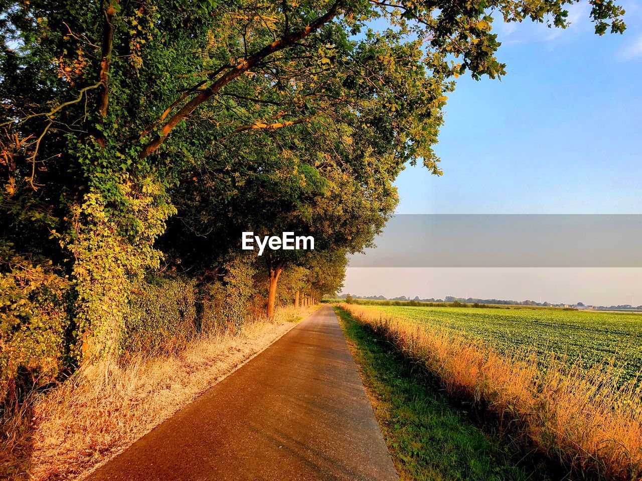 Road amidst trees on field against sky