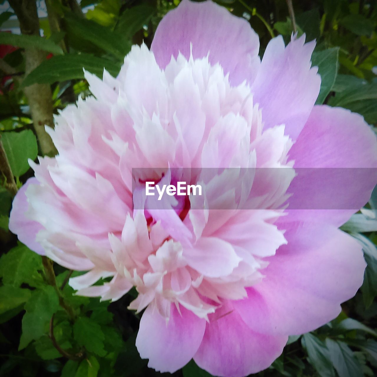 CLOSE-UP OF PINK FLOWER IN BLOOM