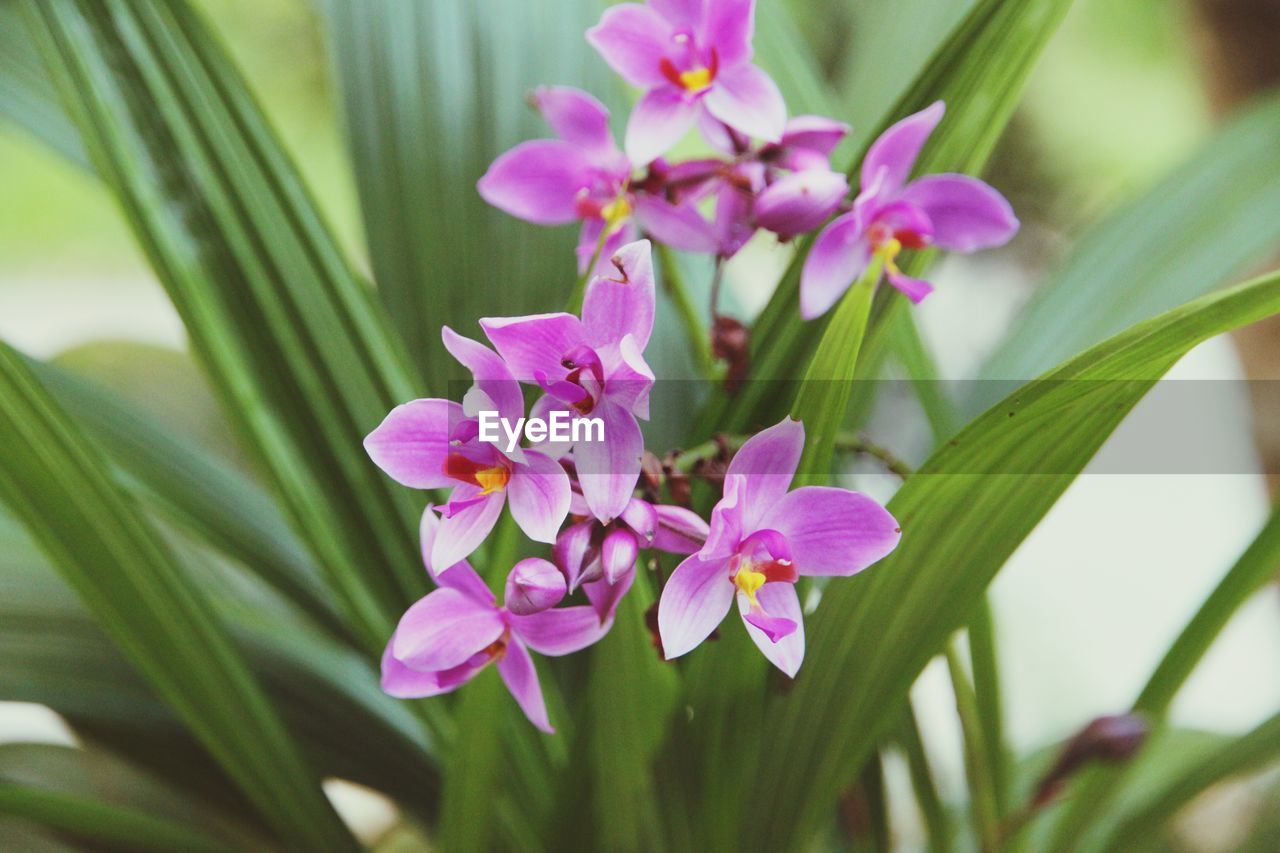 CLOSE-UP OF PINK FLOWERS BLOOMING