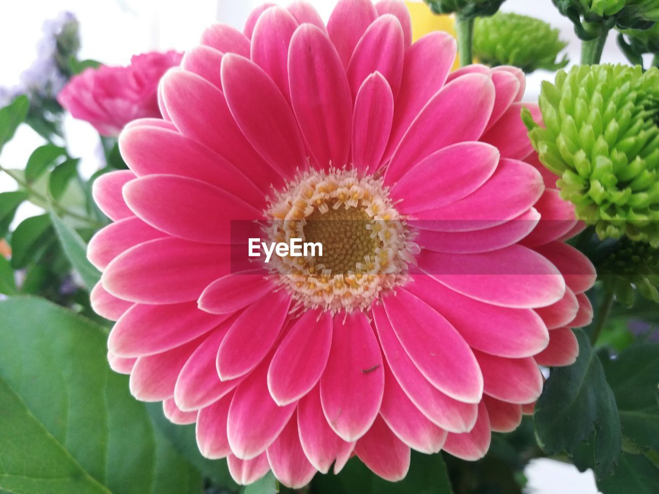 CLOSE-UP OF PINK FLOWER