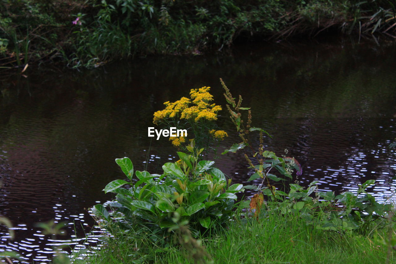 YELLOW FLOWERS BLOOMING IN LAKE