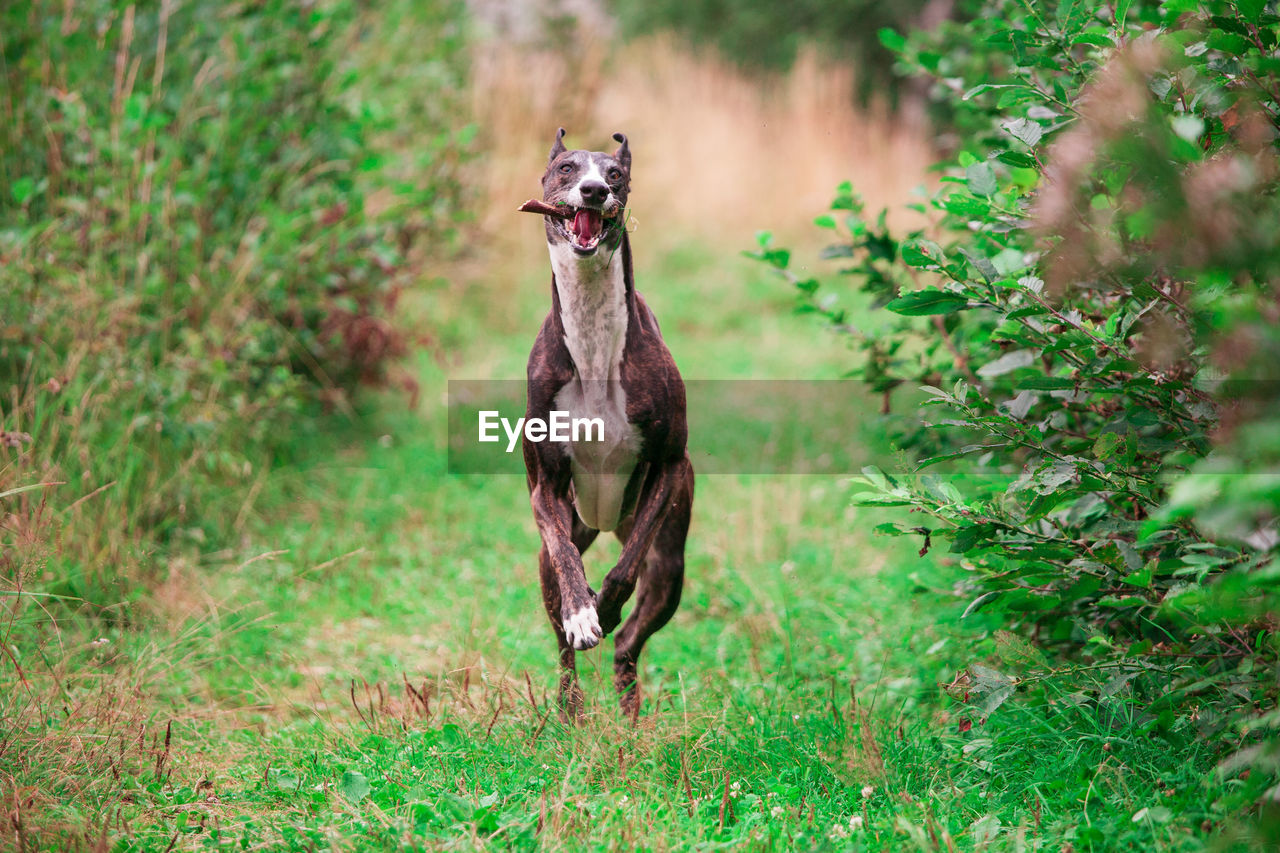 Dog standing on field