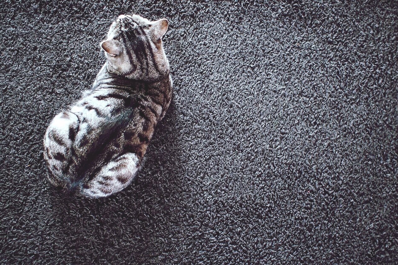 High angle view of cat resting on carpet