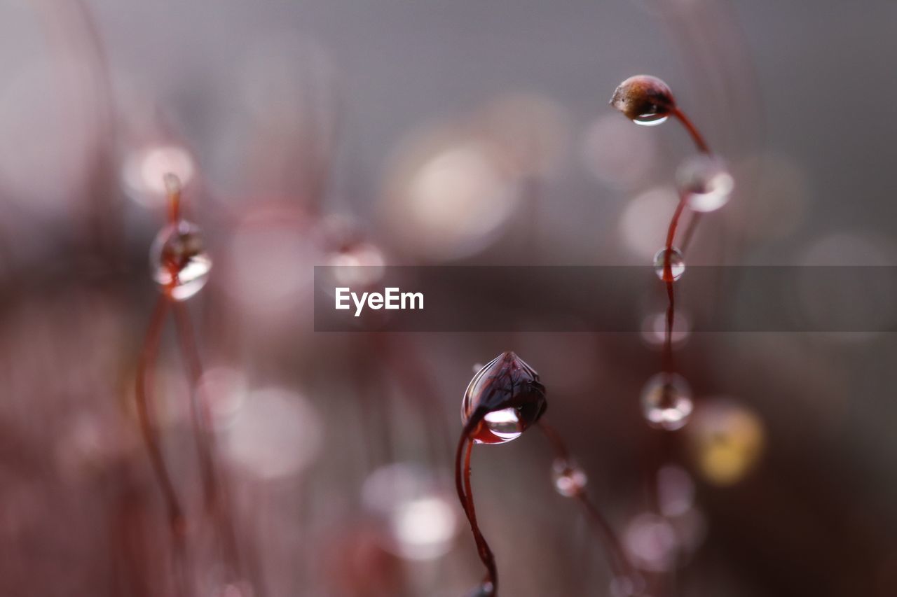 Close-up of wet flower