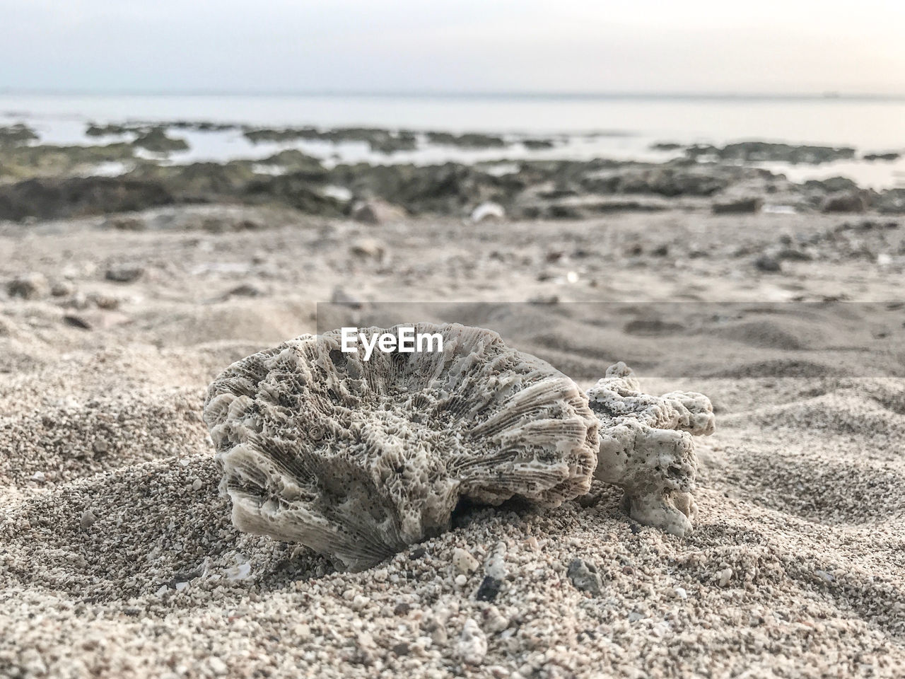 CLOSE-UP OF A REPTILE ON BEACH