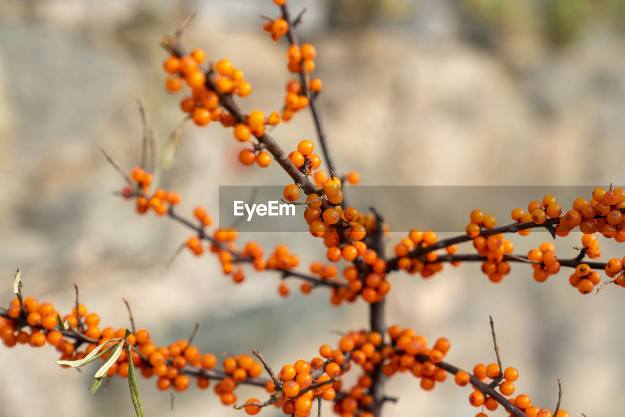 Close-up of orange berries on tree