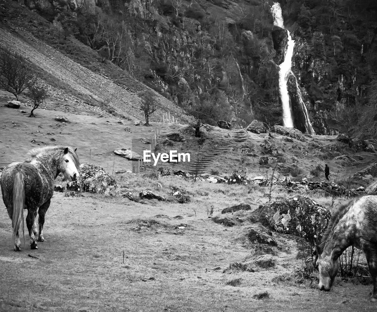 Ponies standing on field