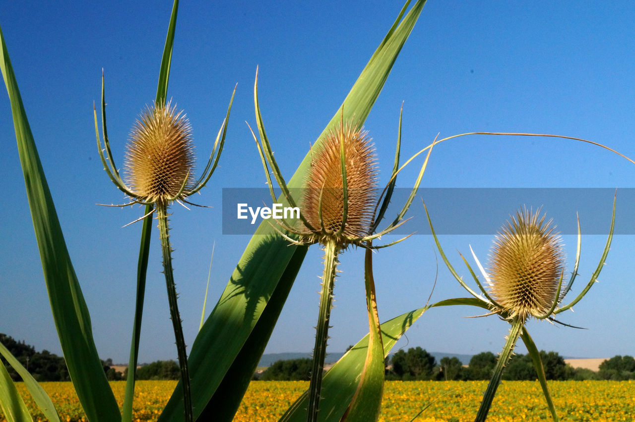 Close-up of flowering plant on field against clear blue sky