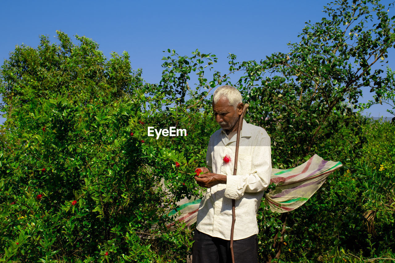 A farmer looking after red pomegranate flowers in a pomegranate garden. and holding a dry stick