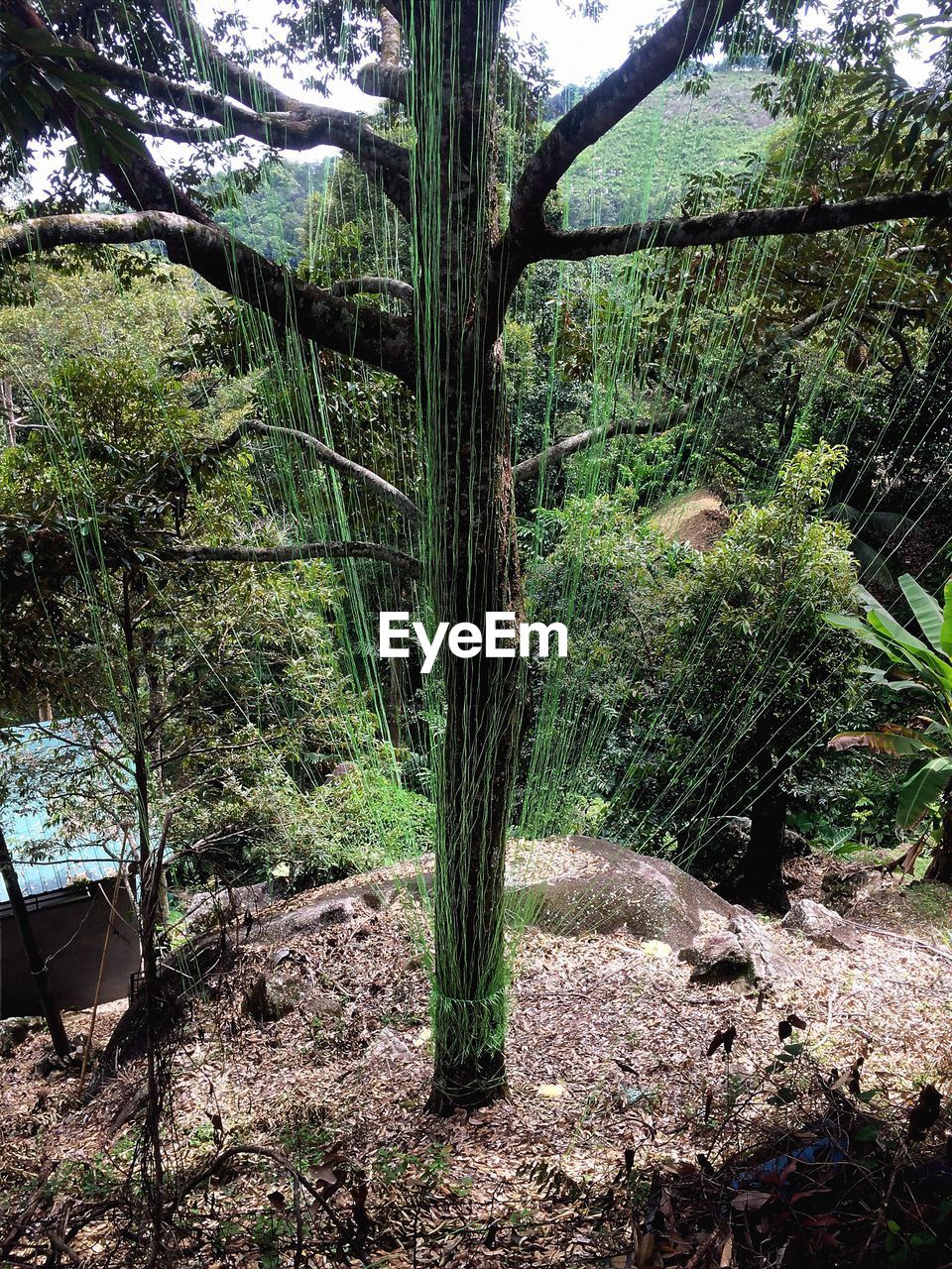 TREES ON LANDSCAPE