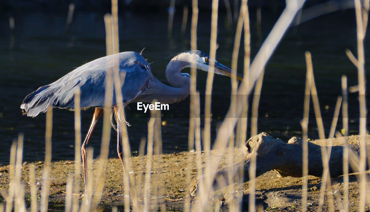 VIEW OF BIRDS PERCHING ON THE GROUND