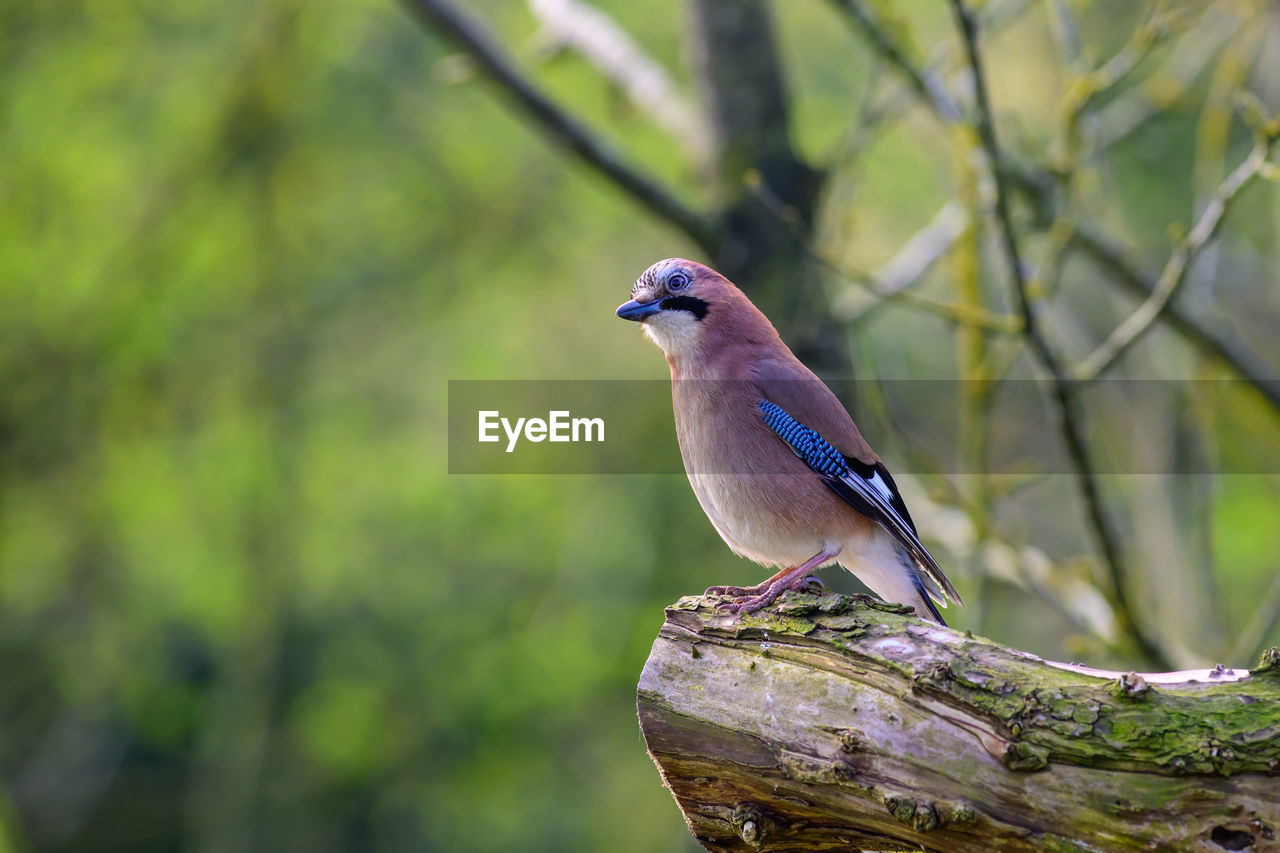 Eurasian jay, garrulus glandarius, perched on a tree stump