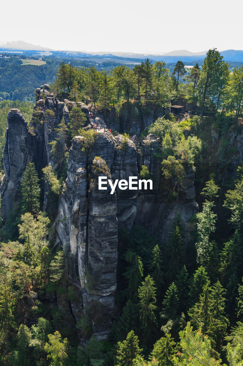 View of trees on rock