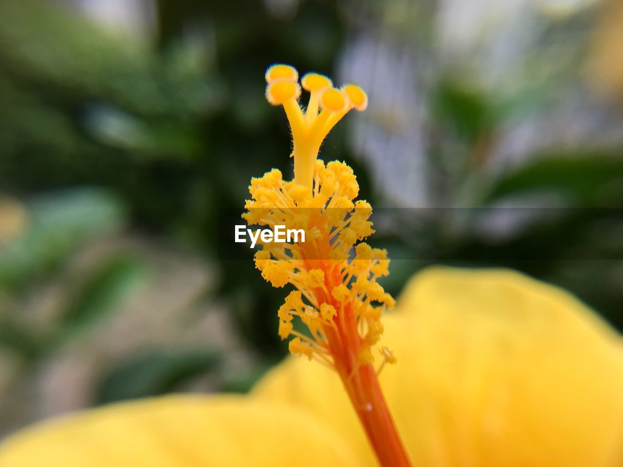 CLOSE-UP OF YELLOW FLOWERS