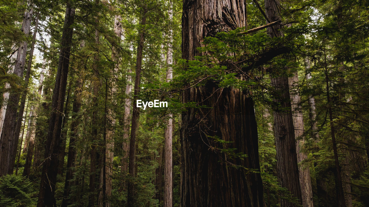 Low angle view of large redwood trees in forest