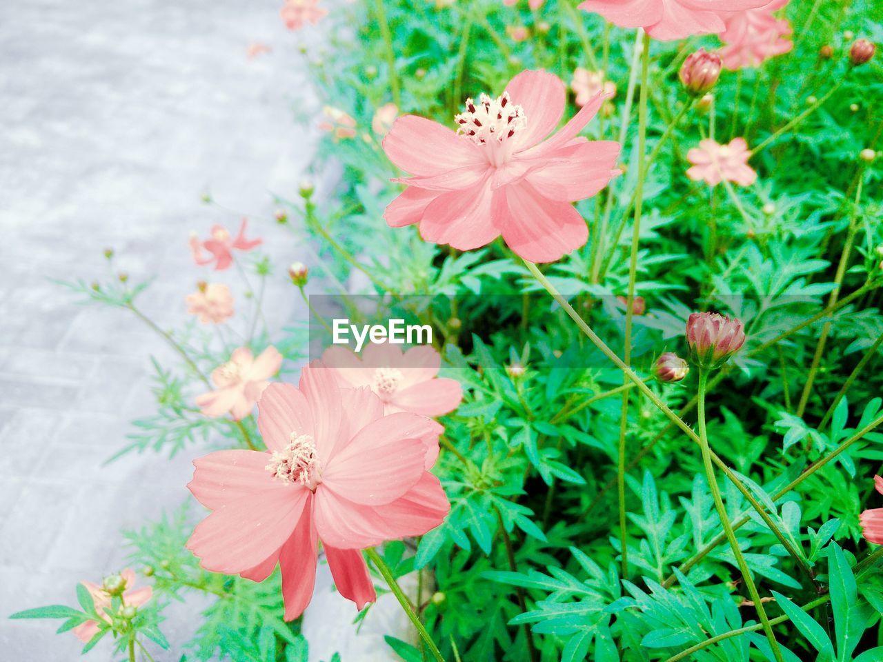 Close-up of red flowers