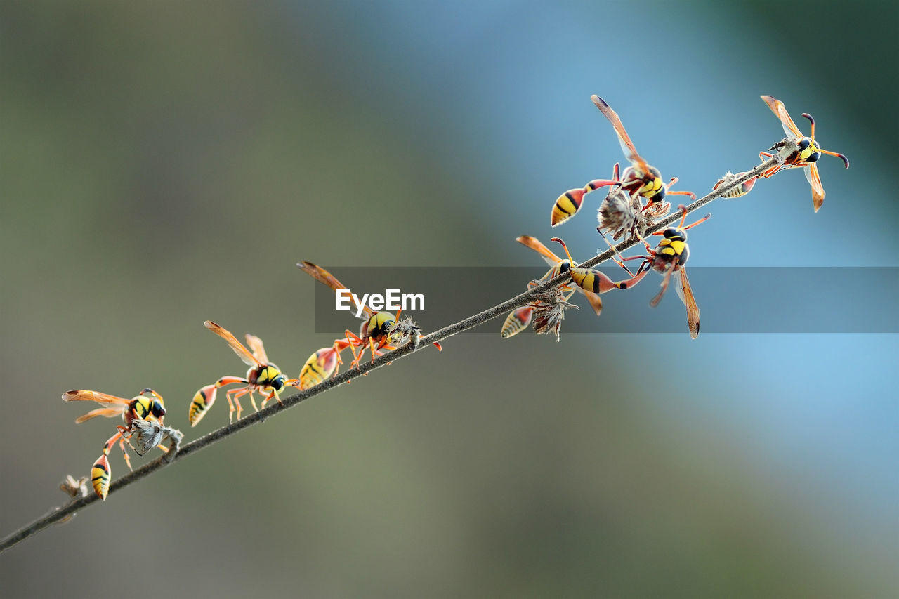 Close-up of insects on twig
