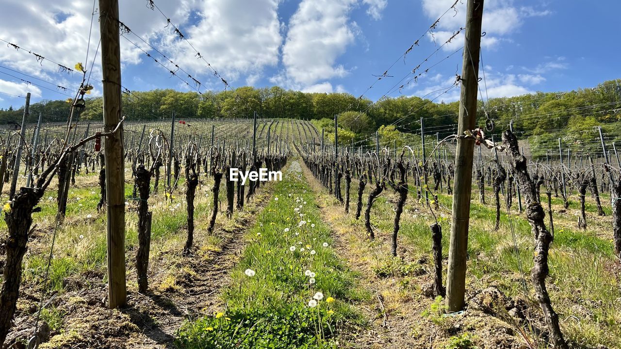 vineyard, agriculture, plant, sky, landscape, nature, cloud, land, field, environment, rural scene, growth, scenics - nature, food and drink, crop, no people, food, in a row, winemaking, farm, beauty in nature, vine, tree, tranquility, plantation, day, grape, fruit, green, outdoors, tranquil scene, fence, grass, wine, soil, winery, alcohol, rural area, non-urban scene, sunlight, cultivated