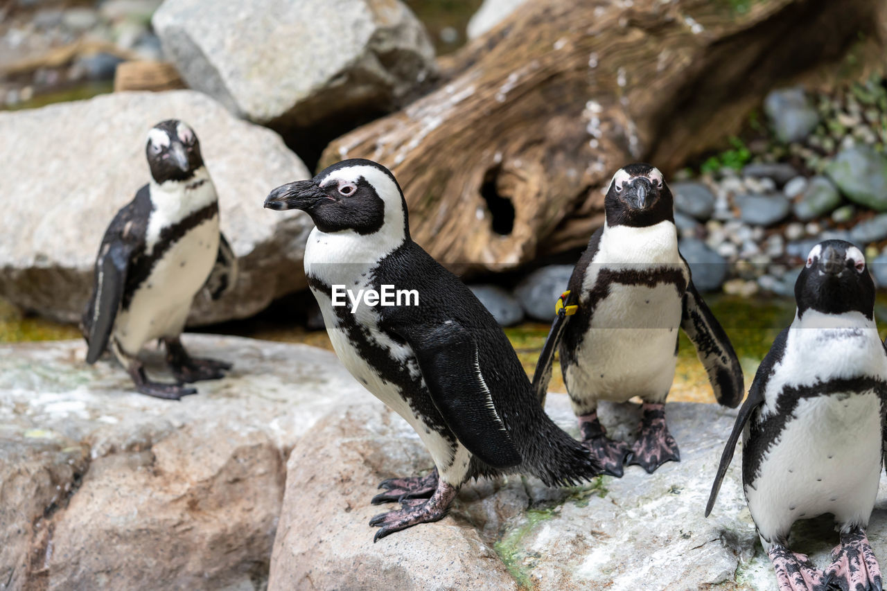 PENGUINS ON ROCK