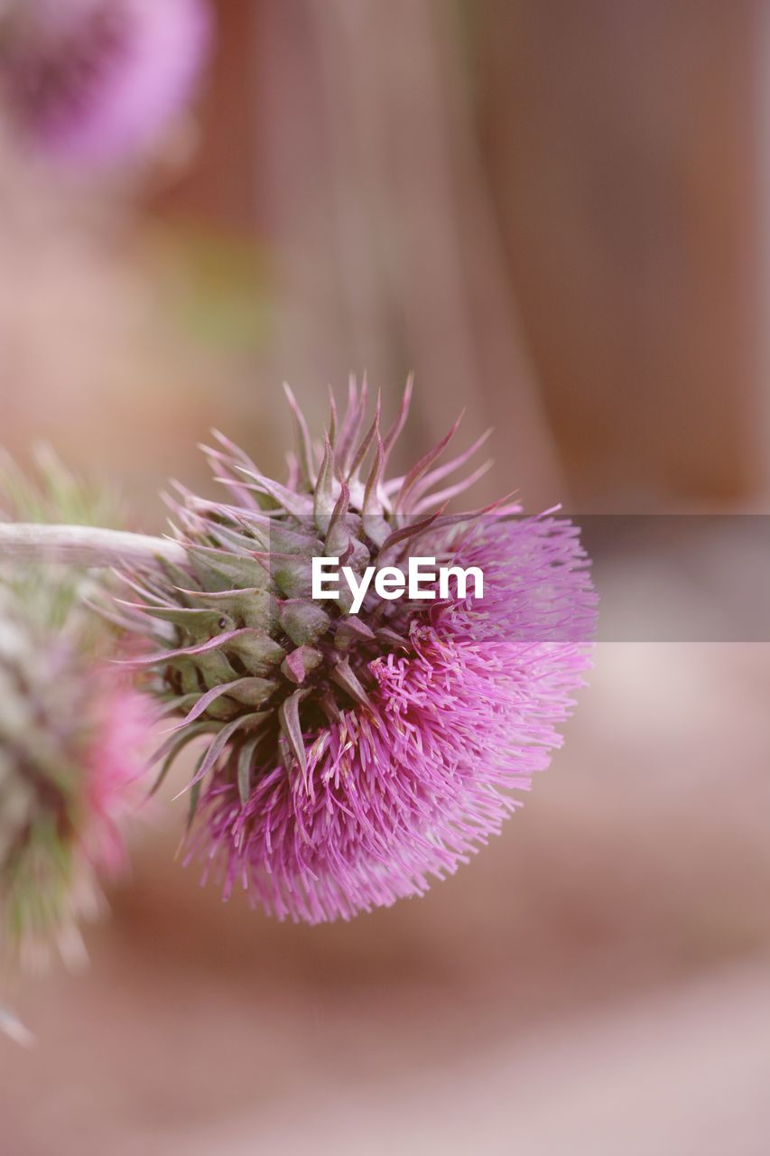 CLOSE-UP OF PURPLE FLOWER