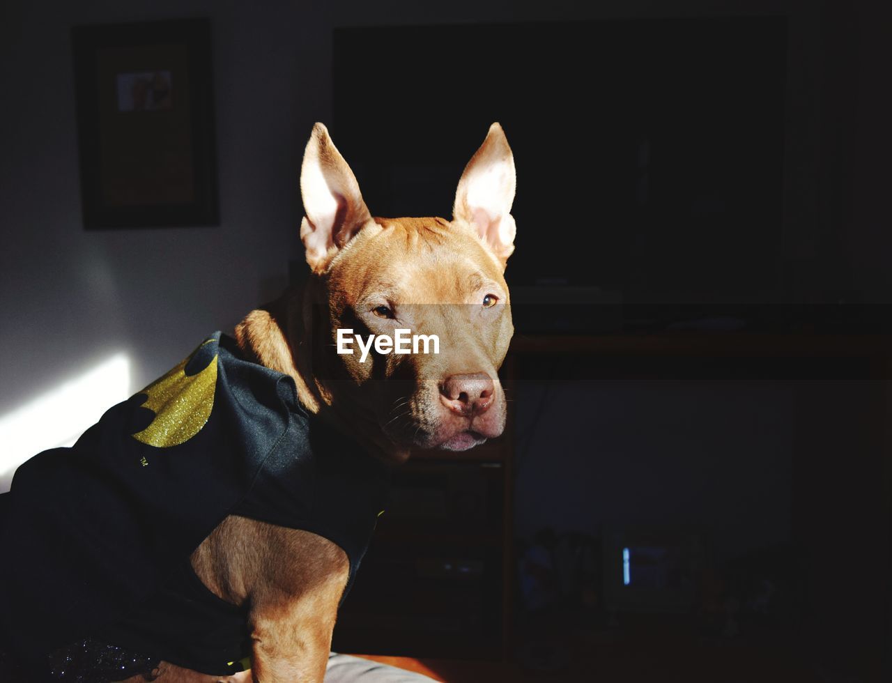 Portrait of dog wearing pet clothing at home