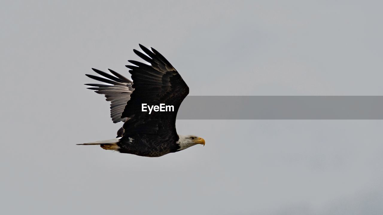 animal themes, bird, animal, wildlife, animal wildlife, flying, one animal, bird of prey, eagle, animal body part, bald eagle, spread wings, beak, no people, nature, mid-air, motion, wing, sky, beauty in nature, full length, outdoors, copy space, animal wing