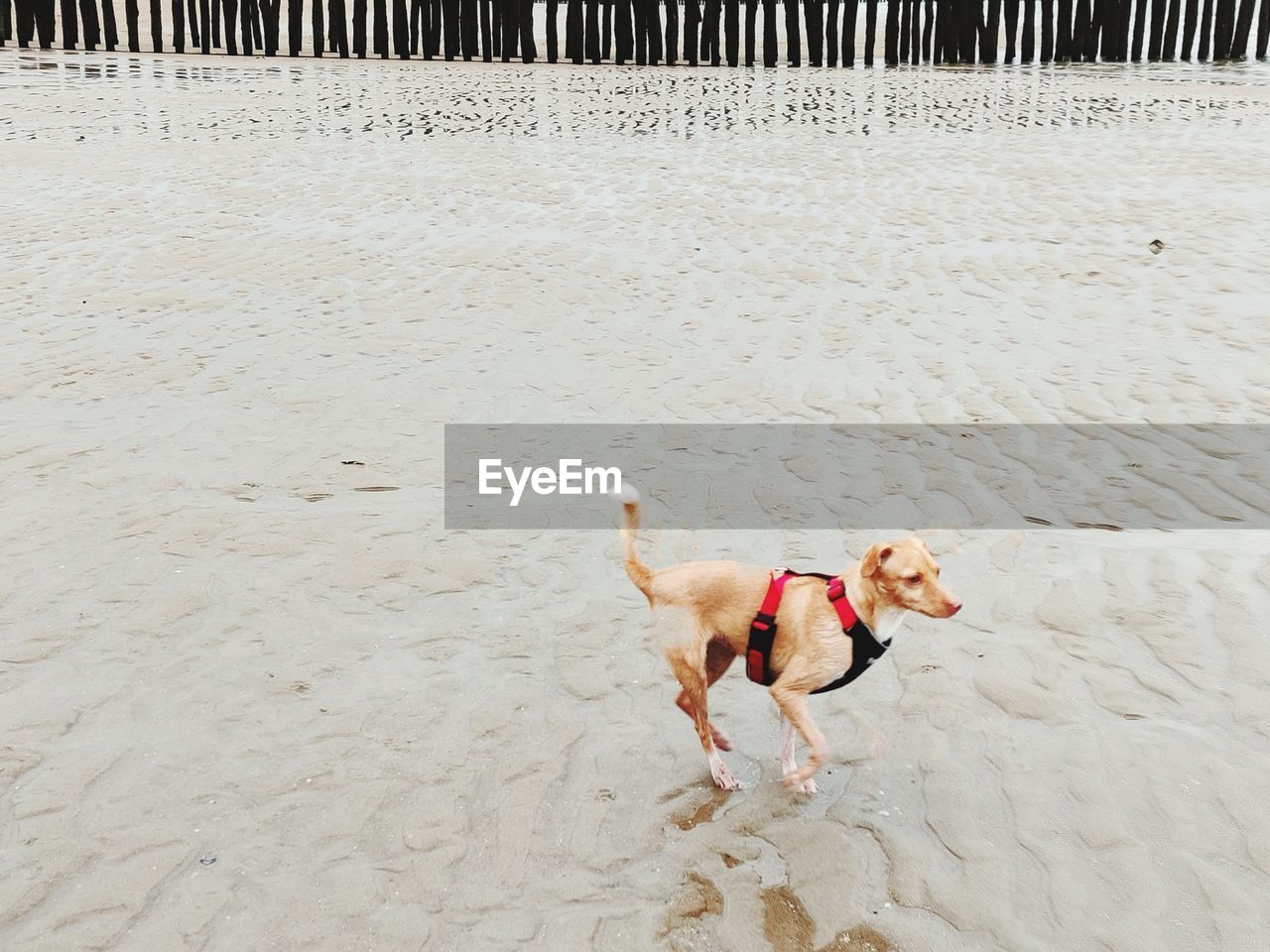 HIGH ANGLE VIEW OF DOG RUNNING ON SAND