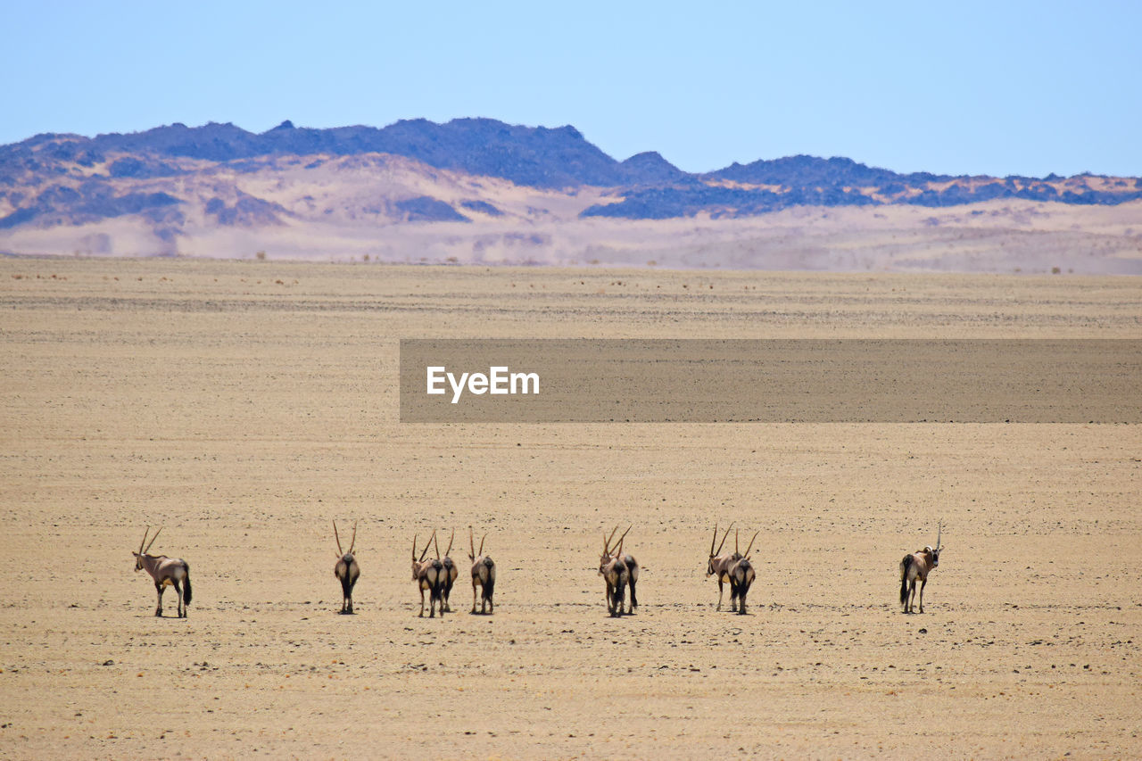 Oryxes in the desert