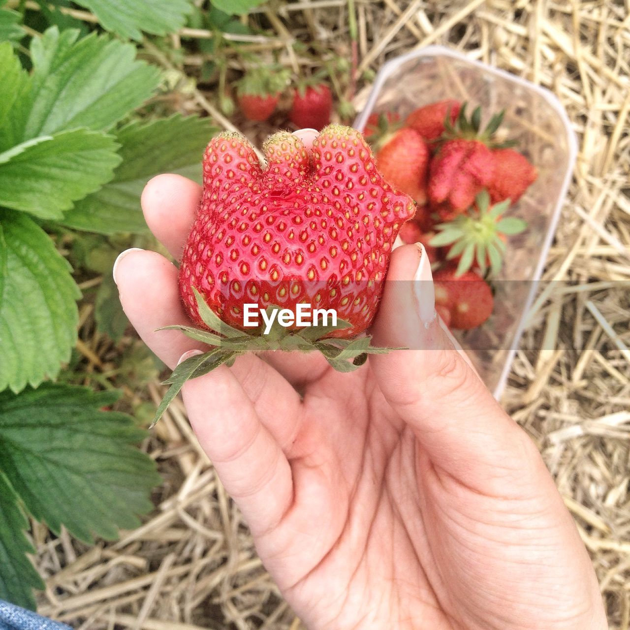 Cropped image of person holding strawberry in farm