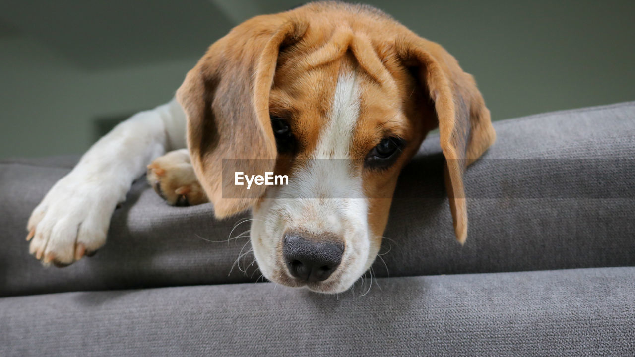 pet, one animal, dog, canine, mammal, domestic animals, animal themes, animal, relaxation, indoors, sofa, hound, no people, beagle, lying down, puppy, portrait, resting, furniture, tired, sleeping, cute, animal body part, carnivore
