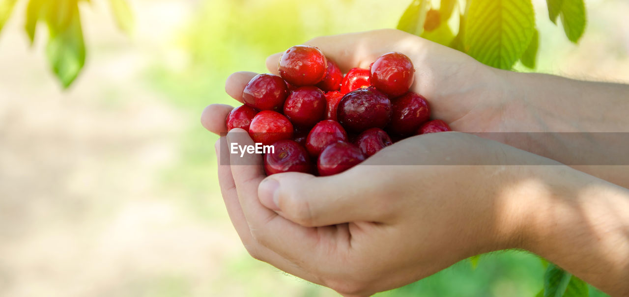 Ripe sweet red cherries in the hands of a farmer. summer harvesting of berries. healthy diet.