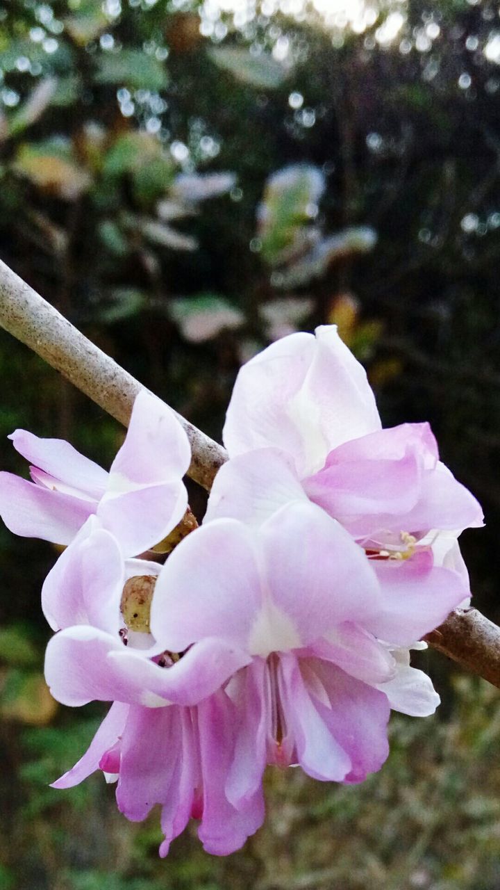 CLOSE-UP OF PINK FLOWERS BLOOMING OUTDOORS
