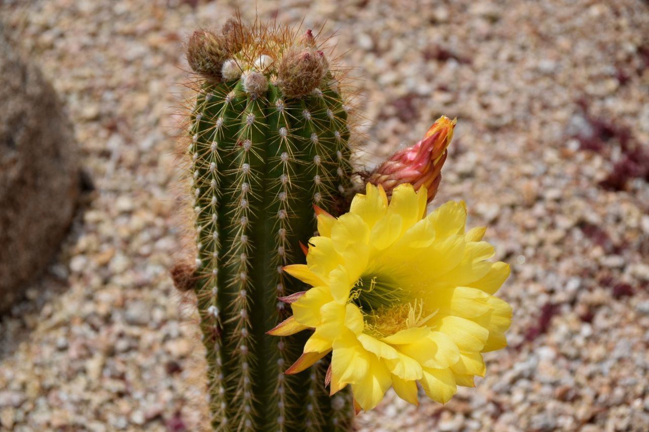 CLOSE-UP OF YELLOW FLOWER BLOOMING ON CACTUS