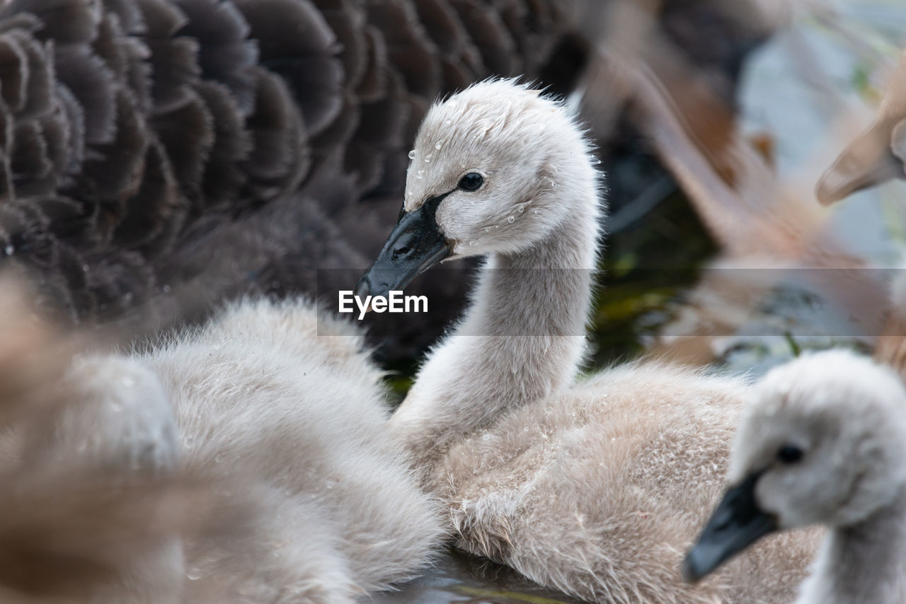 CLOSE-UP OF A YOUNG BIRD