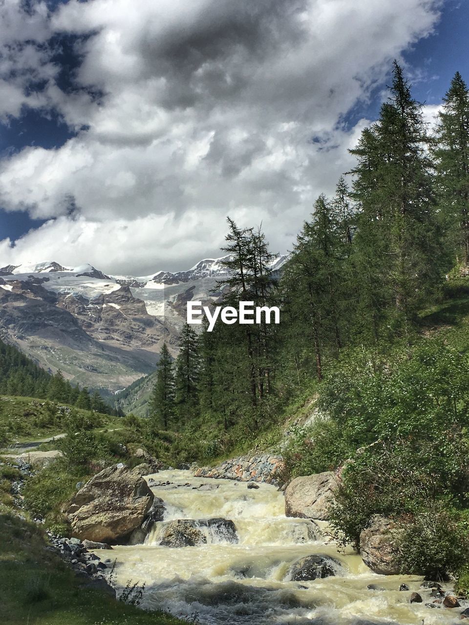 Scenic view of forest against sky