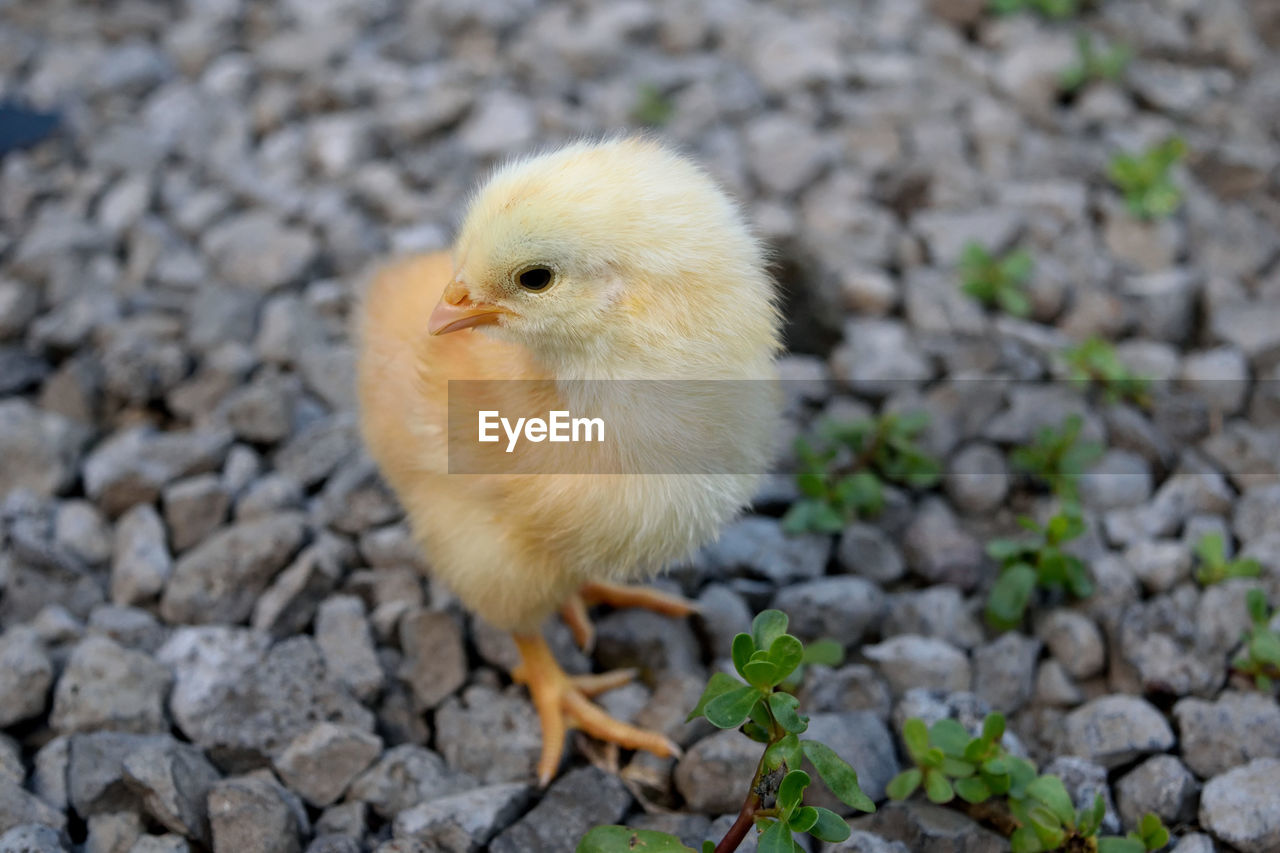 Close-up of baby chicken on stones