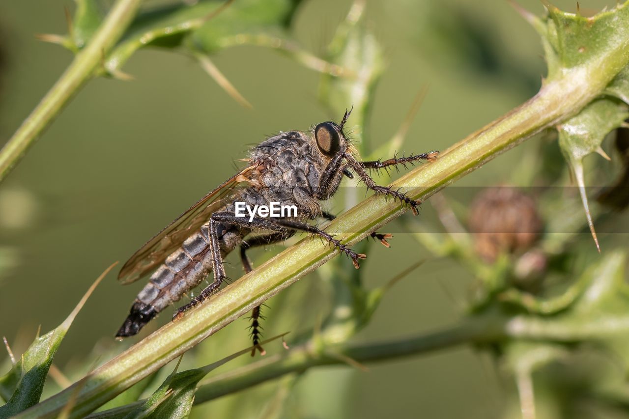 CLOSE-UP OF GRASSHOPPER ON BRANCH