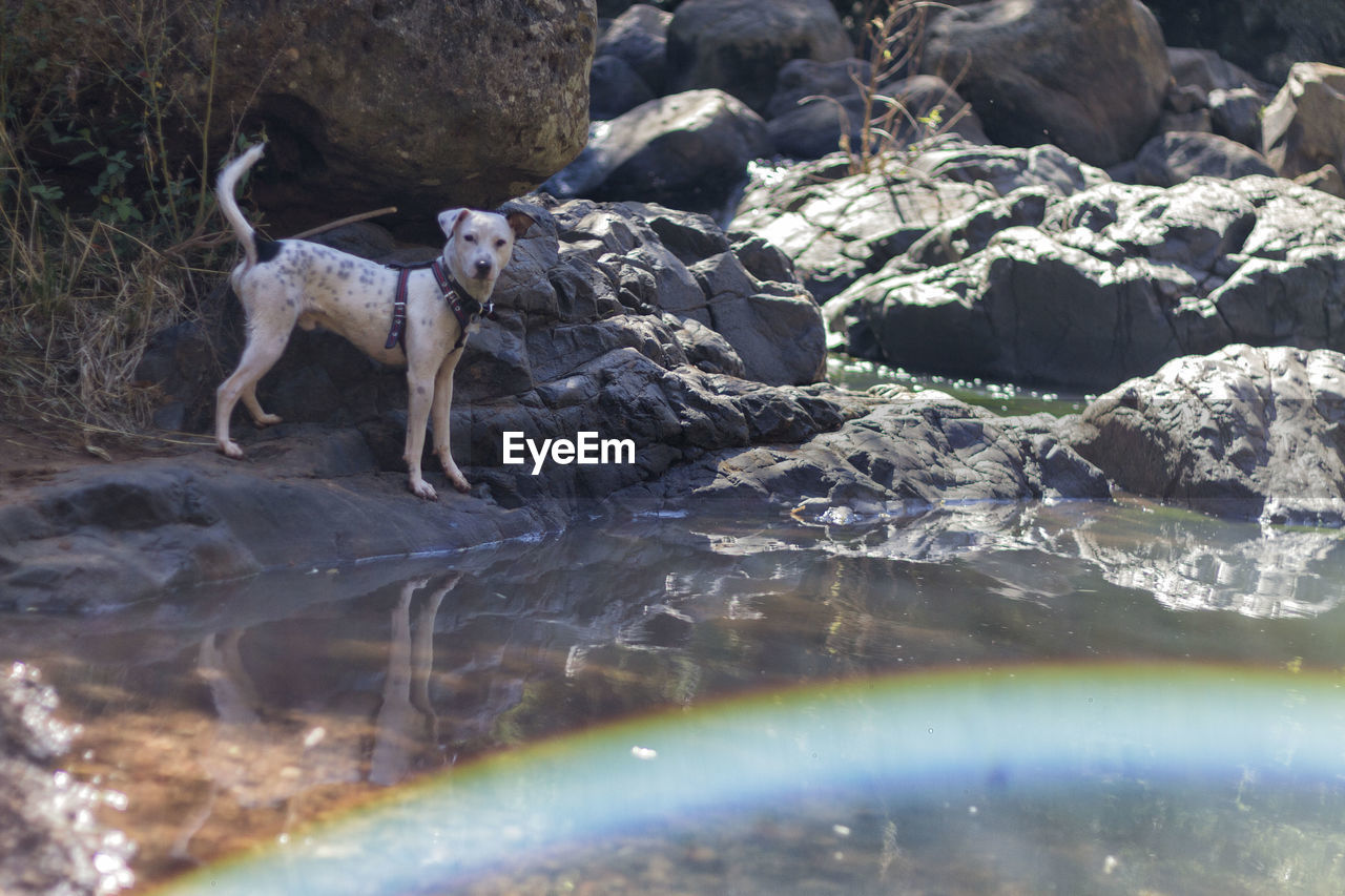 CLOSE-UP OF DOG AT WATER