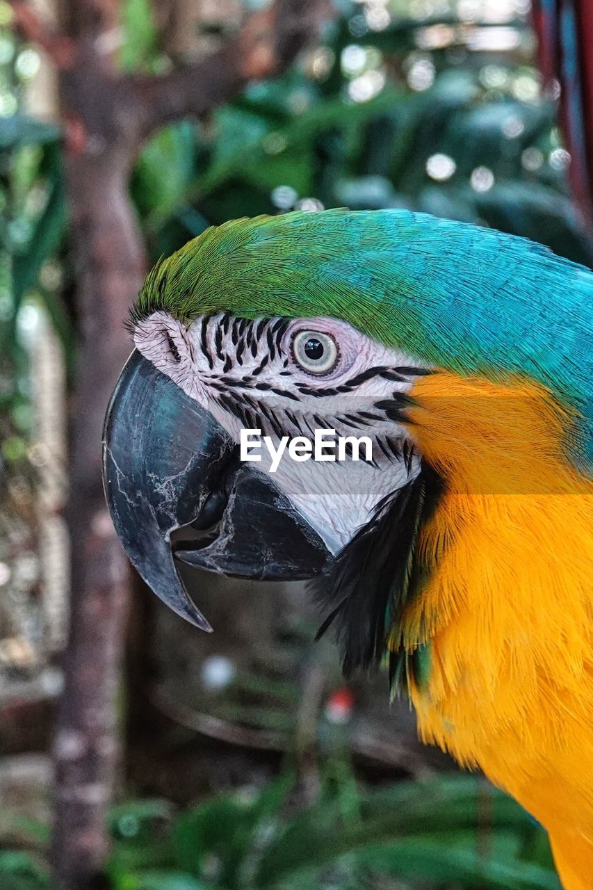 animal themes, animal, pet, bird, animal wildlife, one animal, parrot, beak, wildlife, multi colored, gold and blue macaw, animal body part, close-up, no people, nature, green, tropical bird, tropical climate, focus on foreground, blue, outdoors, feather, day, rainforest, beauty in nature