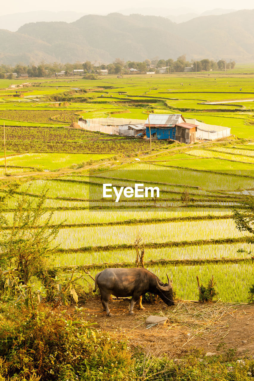 High angle view of rice fields