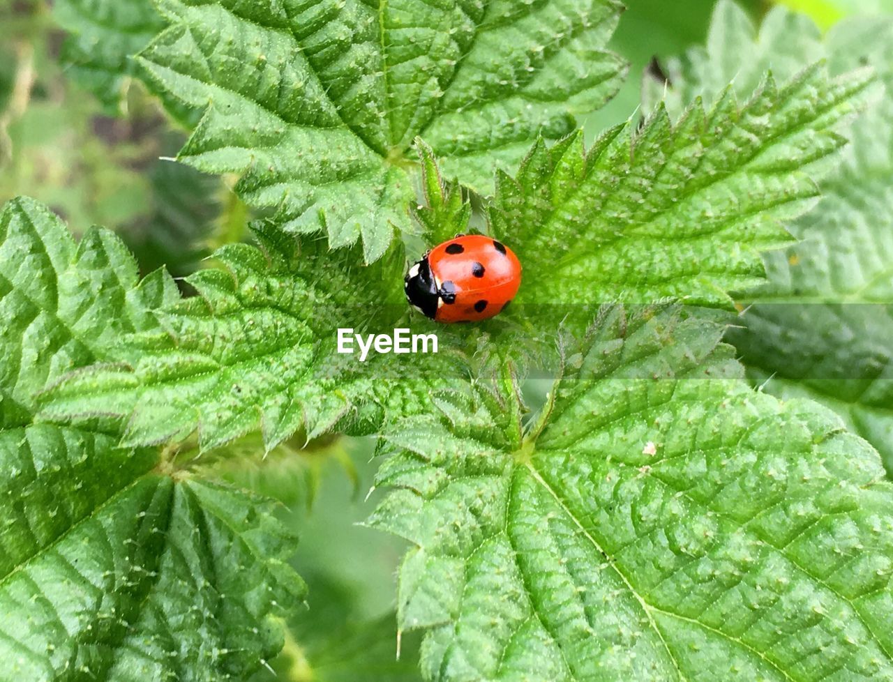 Close-up of ladybug on leaf