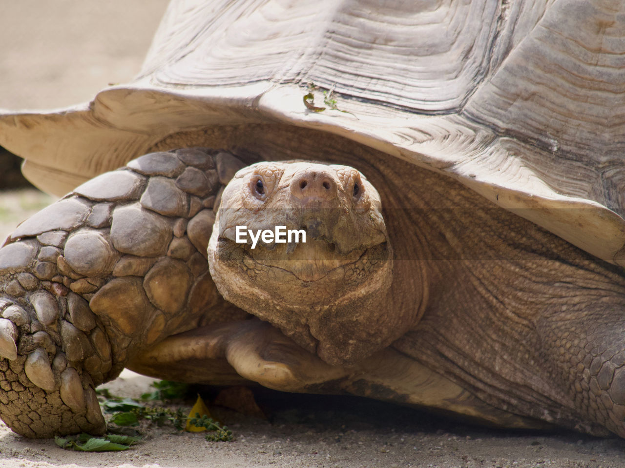 Close-up of a tortoise smiling