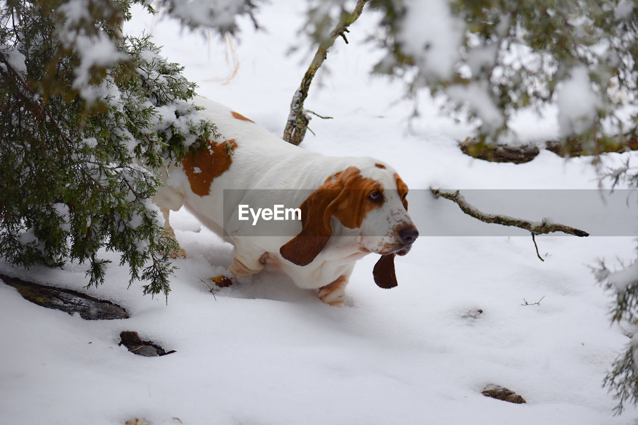 Dog on snow covered landscape