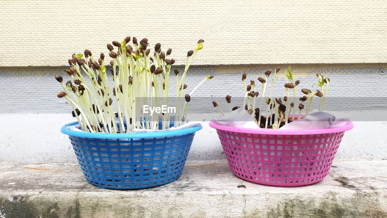 CLOSE-UP OF POTTED PLANTS IN BASKET