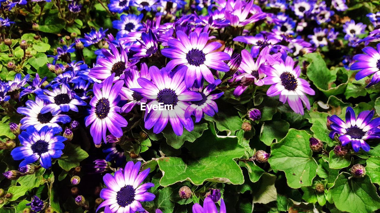 CLOSE-UP OF PURPLE FLOWERS